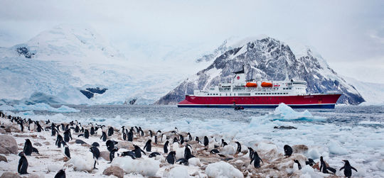 G Adventures, Antarctica, Antarctica expeditions, penguins, Antarctic wildlife