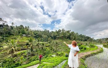 Rice field in Bali.