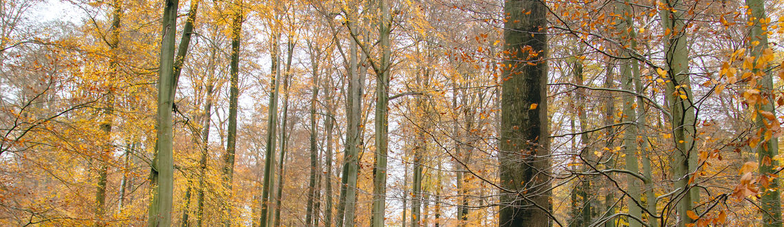 Belgium, autumn forest, European forest, forest in Europe, Sonian Forest