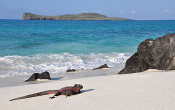 Marine iguana on the beach in the Galapagos Islands.