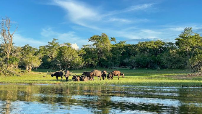 Buffalo in Akagera National Park, Rwanda