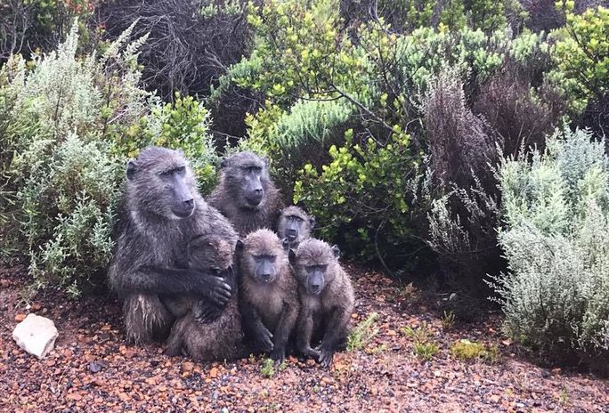Family of baboons on the way to Cape Point