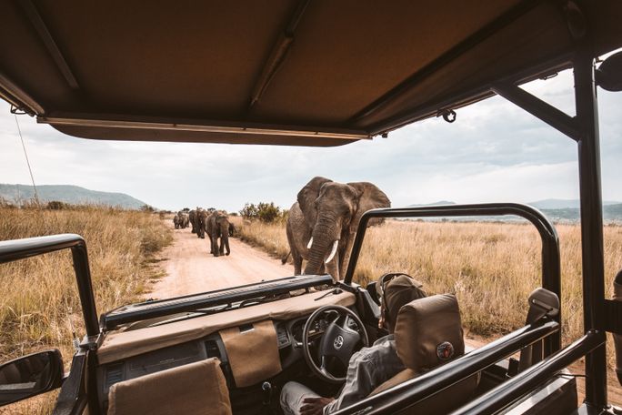 Game drive in Africa. 
