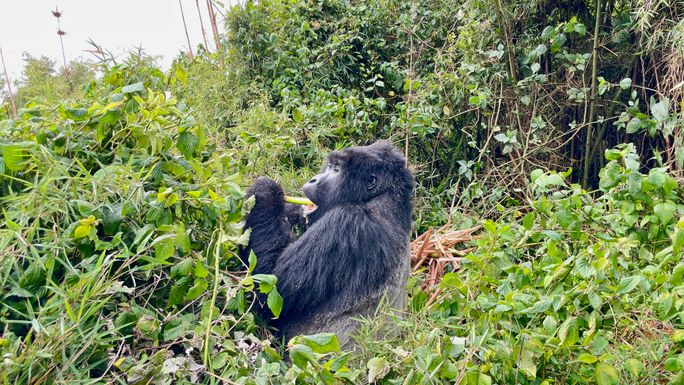 Gorilla in Volcanoes National Park, Rwanda
