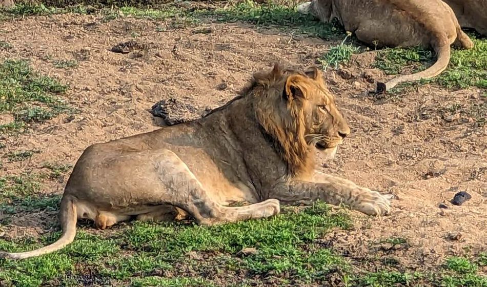 Lions at Kapama Game Reserve