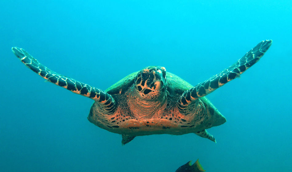Sea turtle swimming in Coiba, Panama