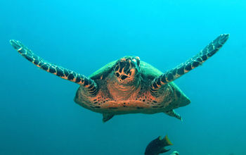 Sea turtle swimming in Coiba, Panama