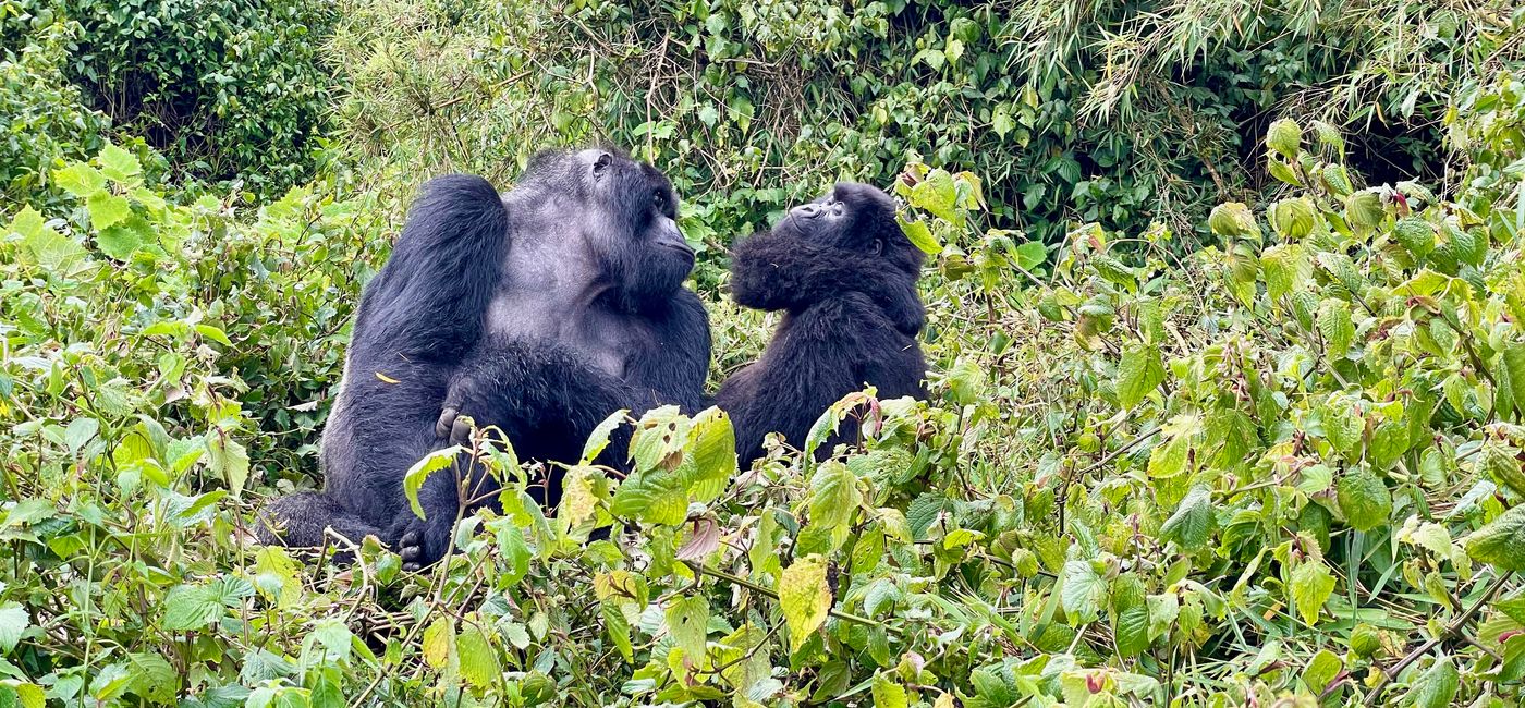 Image: Gorilla trekking in Volcanoes National Park, Rwanda (Photo Credit: Janeen Christoff)