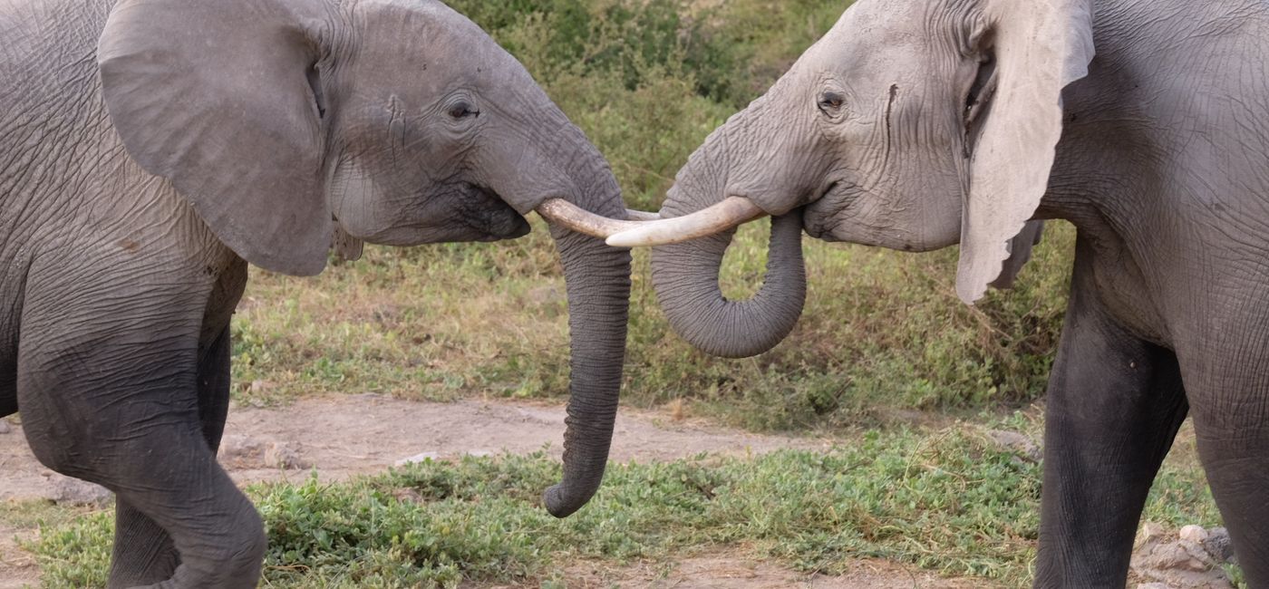 Image: PHOTO: Adolescent elephants at Amboseli National Park, Kenya (Photo by Mia Taylor) (Source: travAlliancemedia)