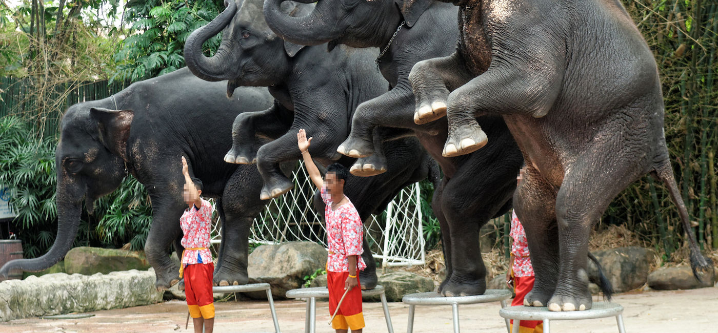 Image: PHOTO: An elephant show at a venue in Bangkok, Thailand. Elephants are trained to perform tricks, which causes health problems in the long run and poses a risk of injury. (Courtesy World Animal Protection)