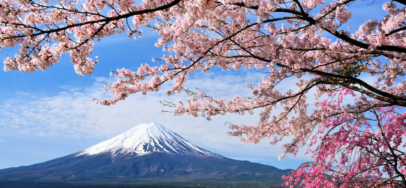 Image: PHOTO: Mount Fuji and Cherry tree, Japan (Photo via Goryu / iStock / Getty Images Plus)