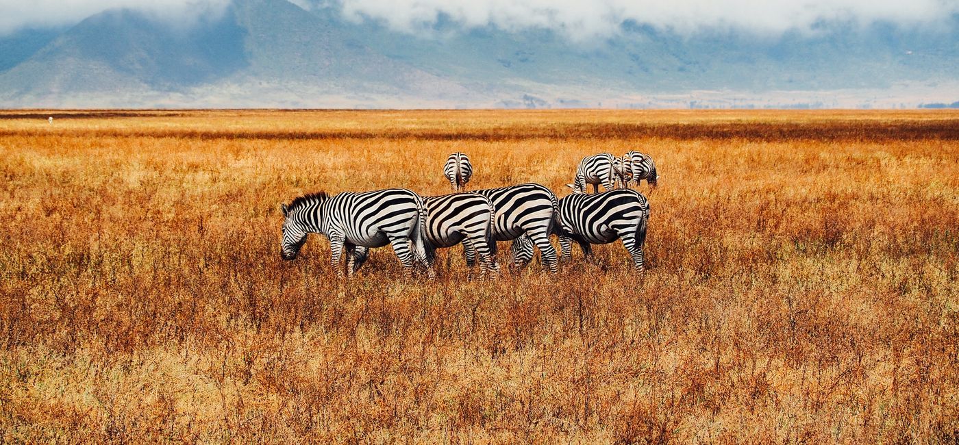 Image: Zebra graze during a safari with EF Go Ahead Tours in Kenya. (Photo Credit: Jorge Tung)