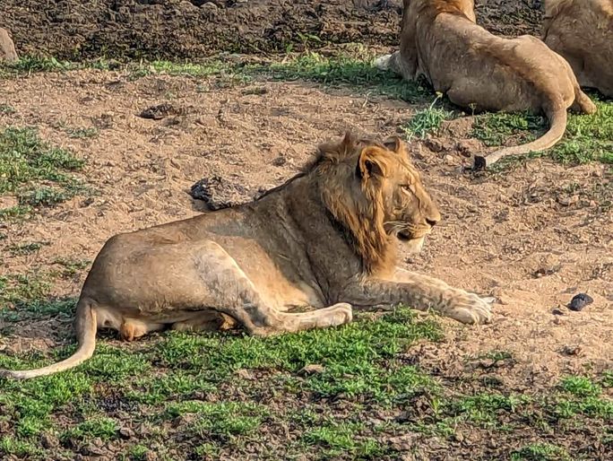 Lions at Kapama Game Reserve