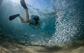 Snorkeling and Scuba Diving in Los Cabos