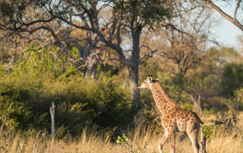 Botswana, Africa, Giraffe, Safari