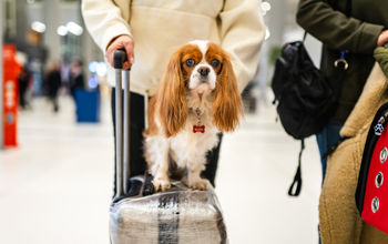 airport, dog, pets, Cavalier King Charles Spaniel, luggage, suitcase