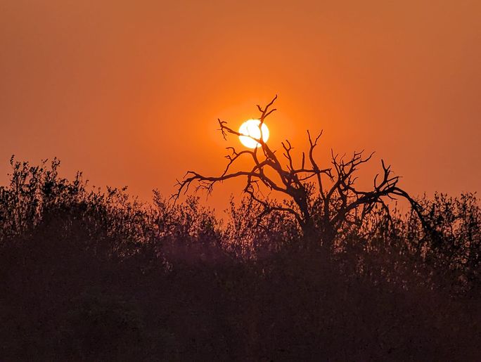 Sunset in the South African bush
