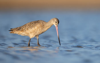 The Marbled Godwit can be seen during bird migrations to Panama.