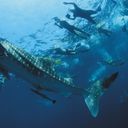 Whale Sharks