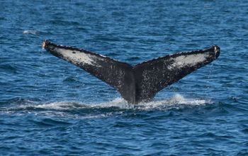 El avistamiento de ballenas es uno de los grandes atractivos de Puerto Vallarta. ((Photo: via Puerto Vallarta Tourism Board).