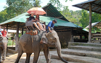 Asian elephant is used to take tourists for rides.