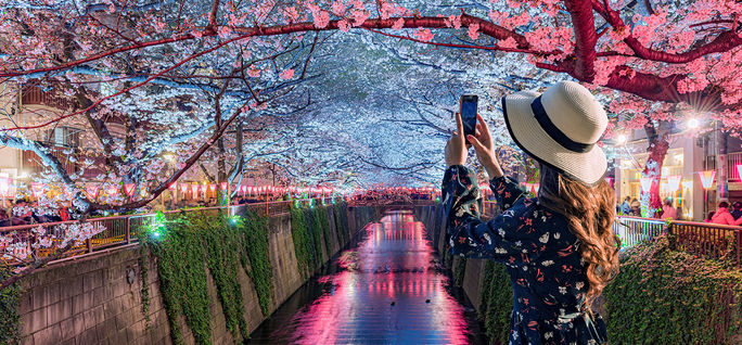 Young tourists admire the beauty of cherry blossom trees in Tokyo at the Meguro River, Japan.